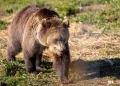 Медведь обглодал конечности спящих туристов и закопал останки на Алтае