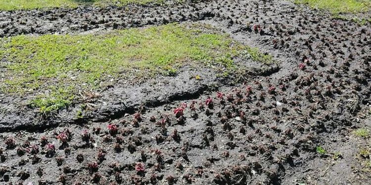 Возле Вечного огня на рязанской площади Победы замерзла клумба Возле Вечного огня на рязанской площади Победы замерзла клумба