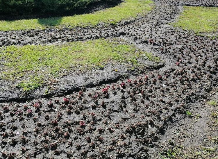 Возле Вечного огня на рязанской площади Победы замерзла клумба