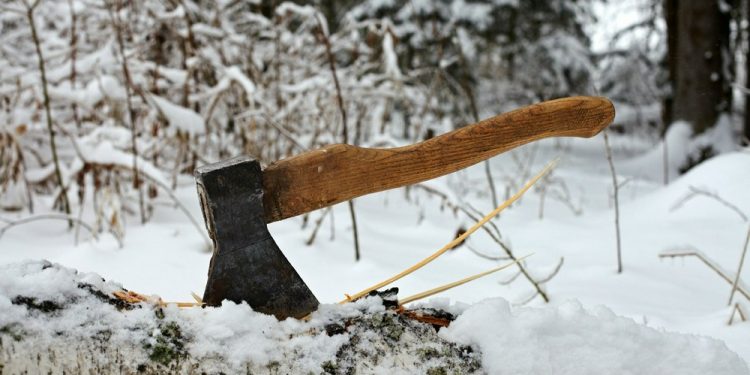 Рязанцам рассказали, как можно легально срубить елку в лесу