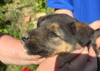 В Рязани добровольцы спасли щенка, упавшего в колодец