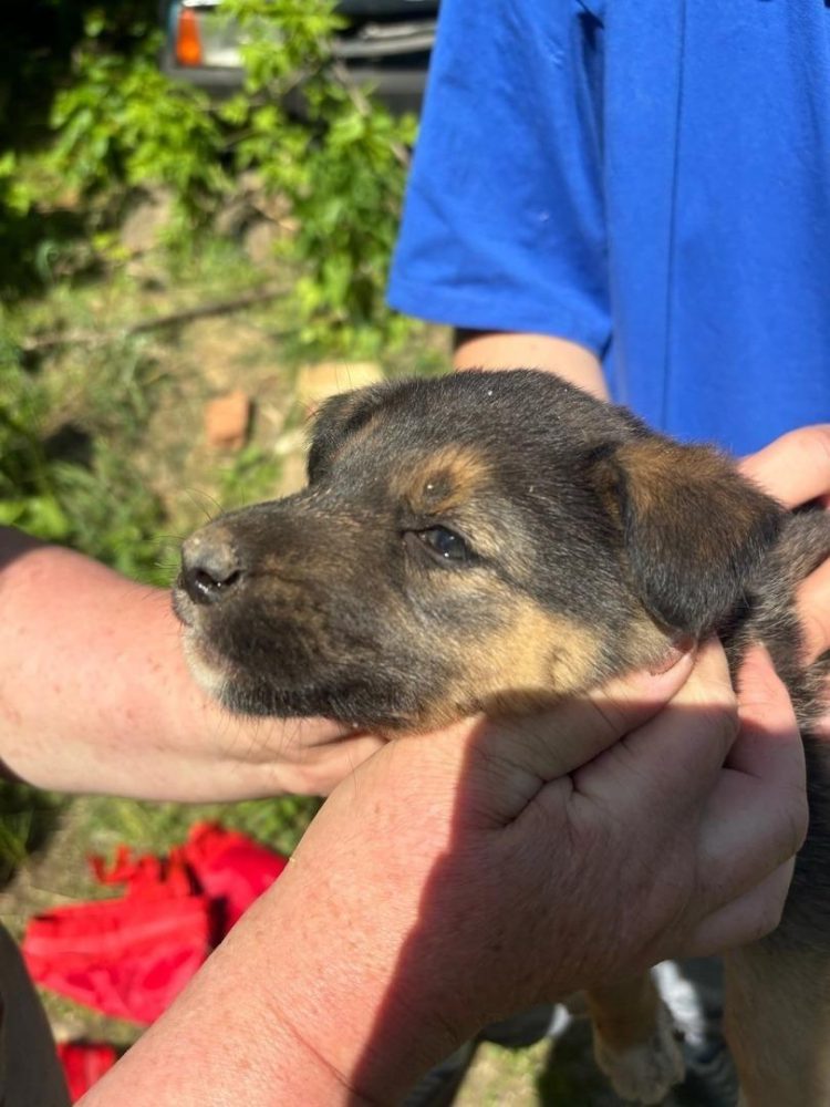 В Рязани добровольцы спасли щенка, упавшего в колодец