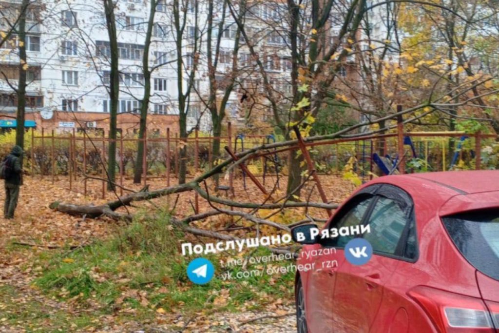 На улице Новаторов сухое дерево упало на припаркованные автомобили