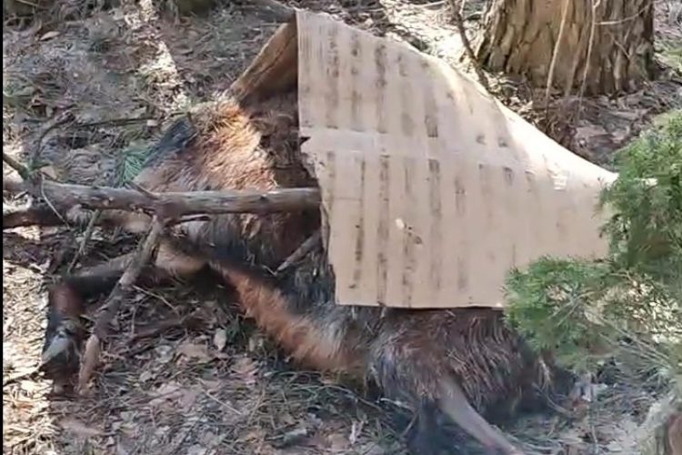 Мертвых баранов выбросили у рязанской дороги