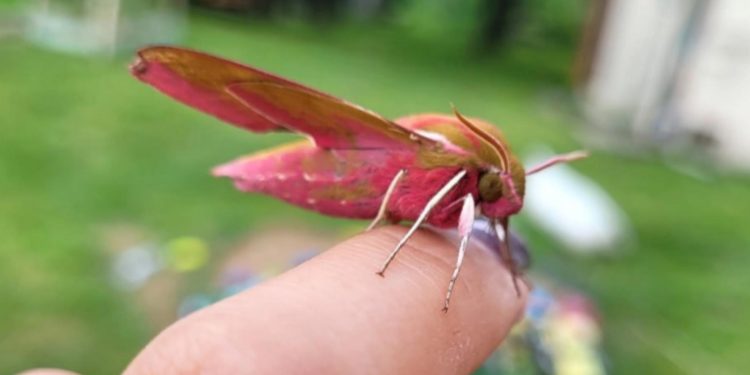 В Клепиковском районе запечатлели краснокнижную бабочку В Клепиковском районе запечатлели краснокнижную бабочку