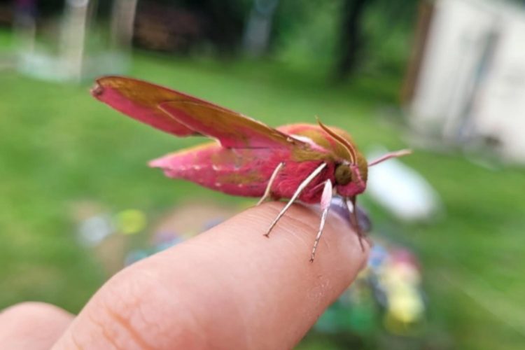 В Клепиковском районе запечатлели краснокнижную бабочку