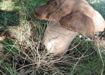 В рязанском лесу обнаружили огромные грибы