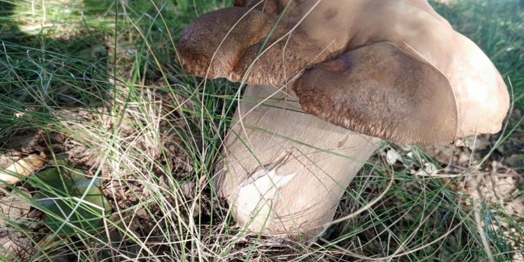 В рязанском лесу обнаружили огромные грибы