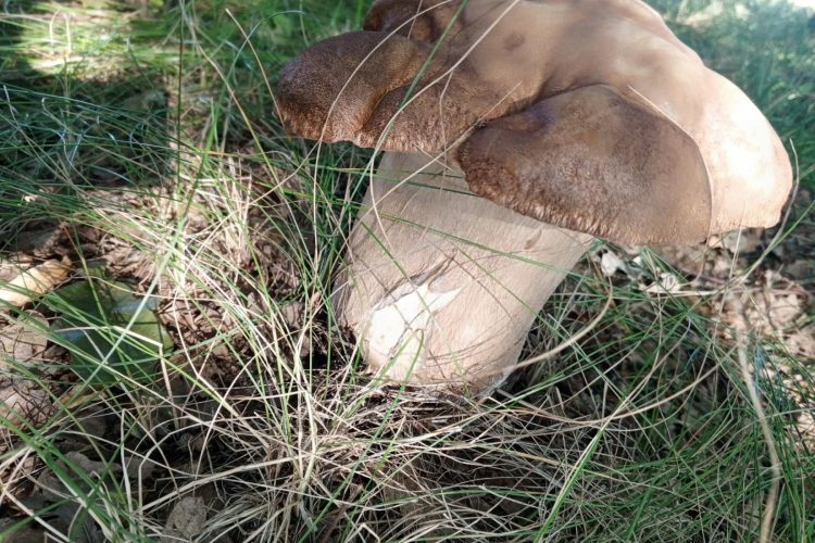 В рязанском лесу обнаружили огромные грибы