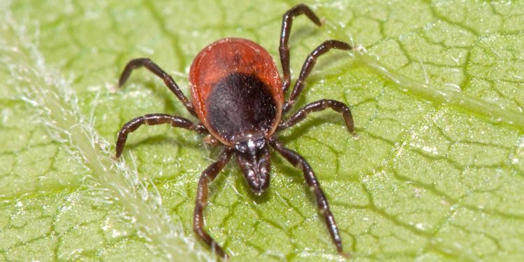 За минувшую неделю в Рязанской области от укусов клещей пострадал 51 ребенок