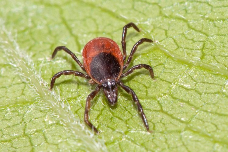 За минувшую неделю в Рязанской области от укусов клещей пострадал 51 ребенок