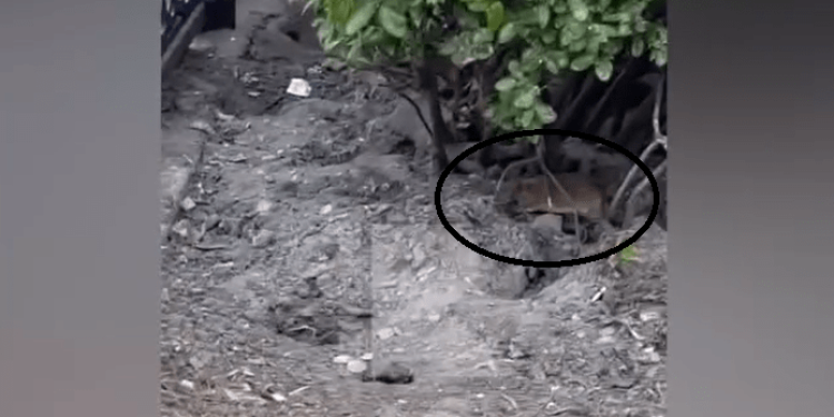 Мэрия Рязани отреагировала на жалобы горожан о полчищах крыс на площади Ленина Мэрия Рязани отреагировала на жалобы горожан о полчищах крыс на площади Ленина