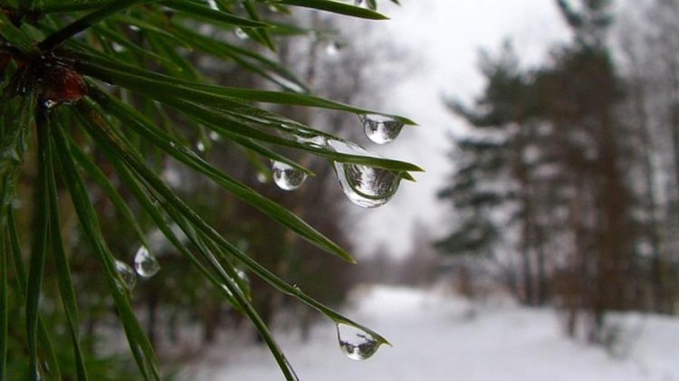 Метеоролог Вильфанд: на текущей неделе россиян ждет аномальная оттепель