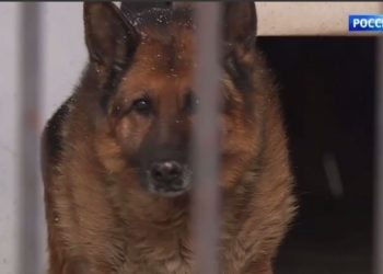 В Рязани ищут хозяев для вышедшей на пенсию полицейской немецкой овчарки Цамбии