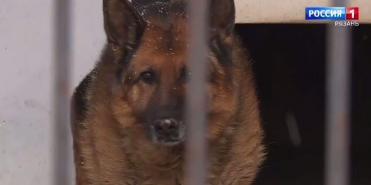 В Рязани ищут хозяев для вышедшей на пенсию полицейской немецкой овчарки Цамбии