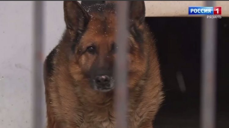 В Рязани ищут хозяев для вышедшей на пенсию полицейской немецкой овчарки Цамбии