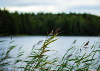 Из Борковского карьера в Рязани подняли тело мужчины Из Борковского карьера в Рязани подняли тело мужчины