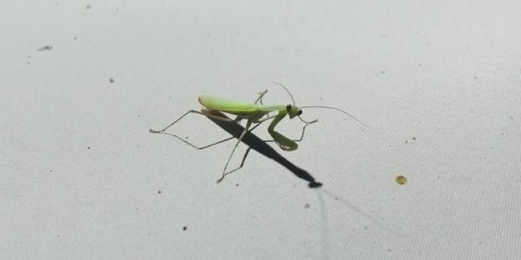 В Клепиковском районе засняли семисантиметрового богомола