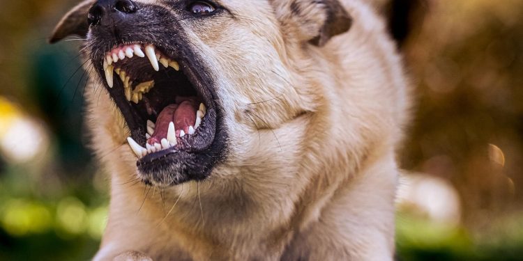 В России будут увеличены штрафы за укусы людей домашними собаками