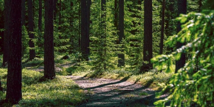 В рязанских лесах запретили собирать ягоды, грибы и травы В рязанских лесах запретили собирать ягоды, грибы и травы