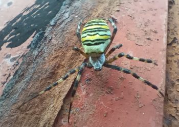 В рязанском Сапожке местный житель заснял паука-осу