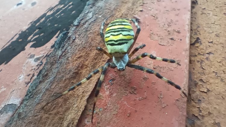 В рязанском Сапожке местный житель заснял паука-осу