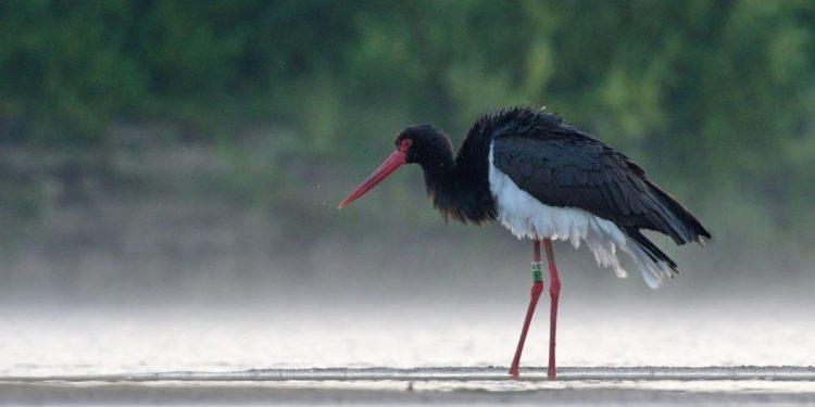 В Рязанском регионе засняли черного цвета