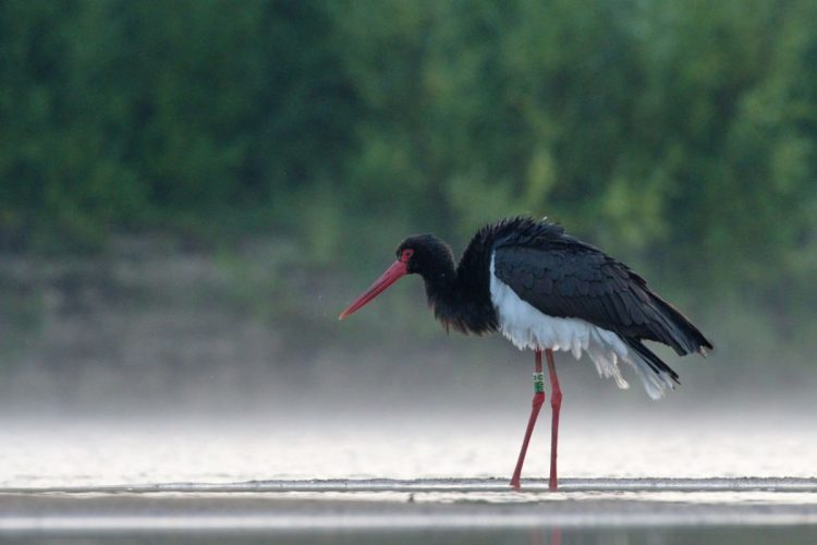 В Рязанском регионе засняли черного цвета