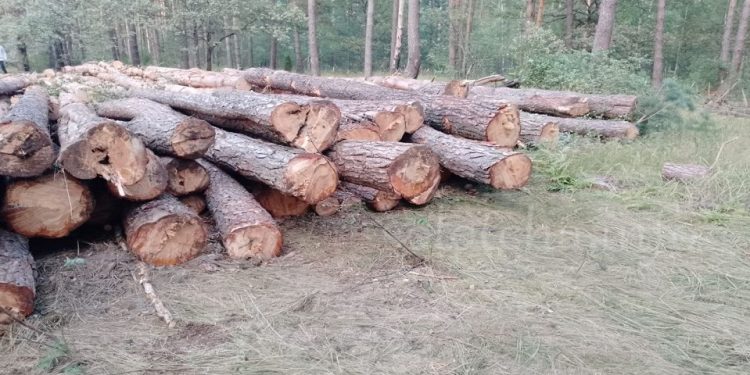 Горожане рассказали о масштабной вырубке деревьев в рязанской Солотче