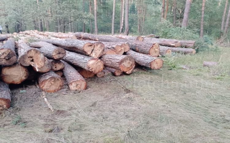 Горожане рассказали о масштабной вырубке деревьев в рязанской Солотче