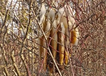 В Рязанском регионе пчелы поселились на кусте под открытым небом В Рязанском регионе пчелы поселились на кусте под открытым небом