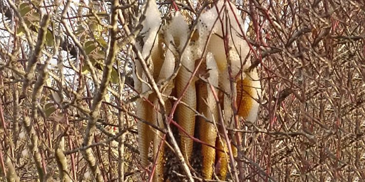 В Рязанском регионе пчелы поселились на кусте под открытым небом В Рязанском регионе пчелы поселились на кусте под открытым небом