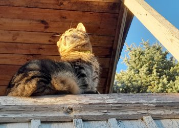 В четверг в Рязанской области ожидается до +23 градусов