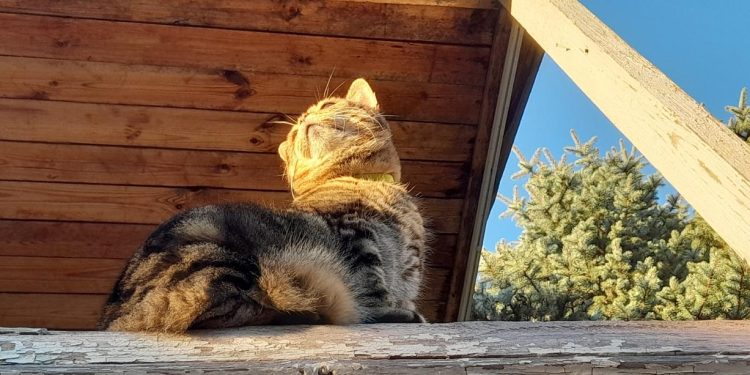 В четверг в Рязанской области ожидается до +23 градусов