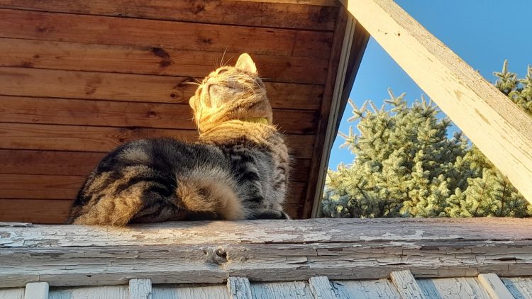 В четверг в Рязанской области ожидается до +23 градусов