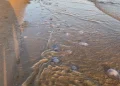 Пляжи Анапы страдают от нашествия ядовитых медуз