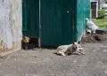 Под Рязанью собака искусала ребенка