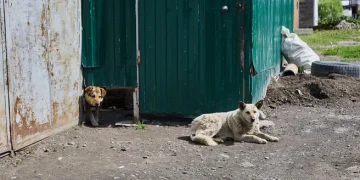Под Рязанью собака искусала ребенка