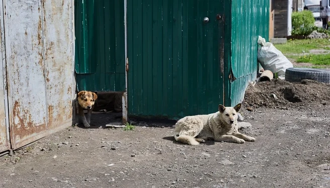 Под Рязанью собака искусала ребенка