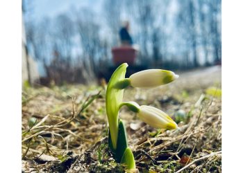 В Касимовском районе расцвели подснежники