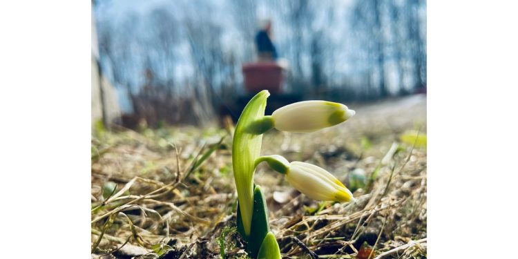 В Касимовском районе расцвели подснежники