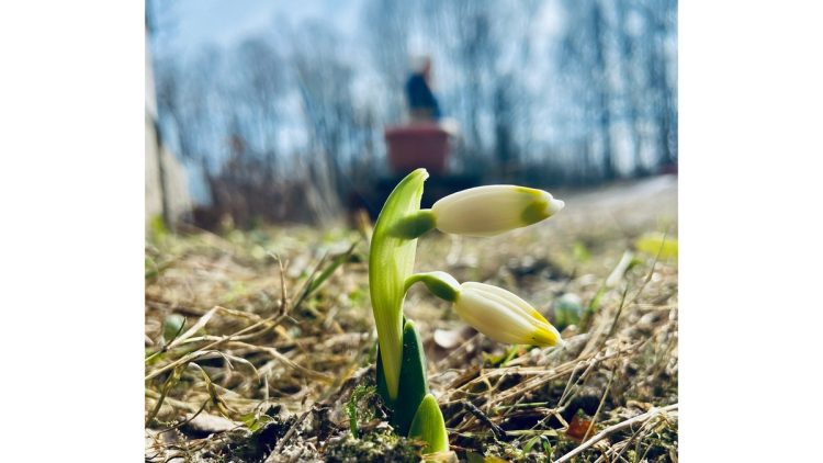 В Касимовском районе расцвели подснежники