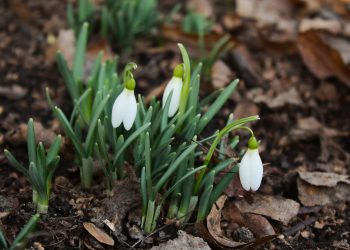 В Рязани сфотографировали распустившиеся подснежники
