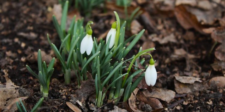 В Рязани сфотографировали распустившиеся подснежники В Рязани сфотографировали распустившиеся подснежники