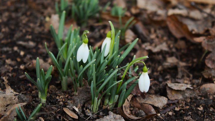 В Рязани сфотографировали распустившиеся подснежники