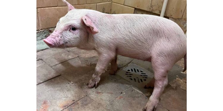 В рязанском Пронске поросенка, который прибежал в мясной цех, вернули хозяину