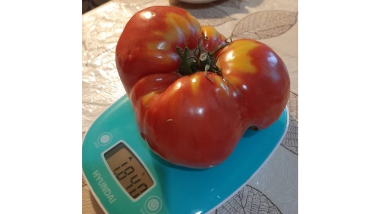 Жительница рязанского Рыбного вырастила в своем огороде гигантский помидор