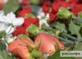 Семимесячные продажи цветов в России снизились на четыре процента