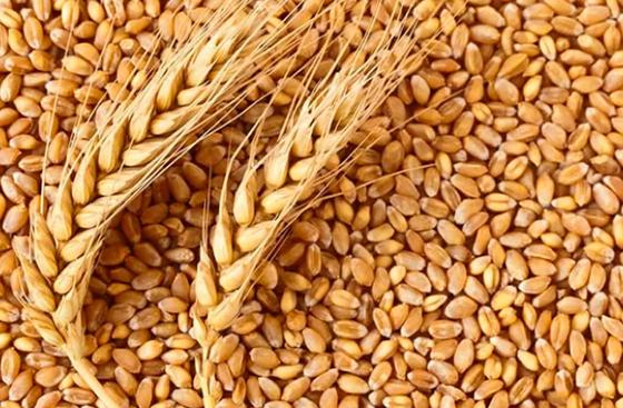 Выросла пошлина на экспорт пшеницы