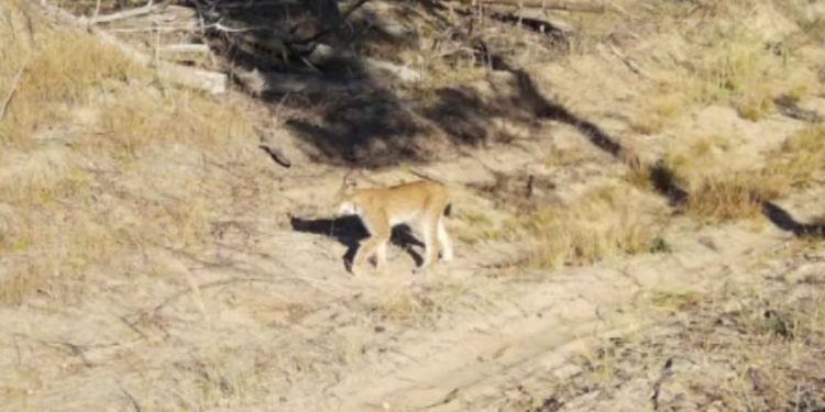 В Рязанской области в фотоловушку попала рысь